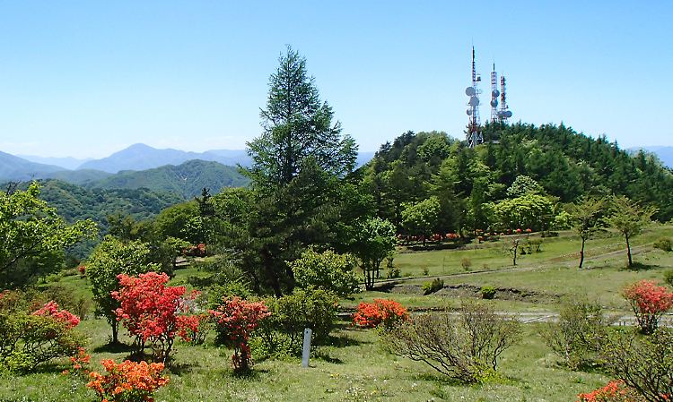 背炙り山のツツジ