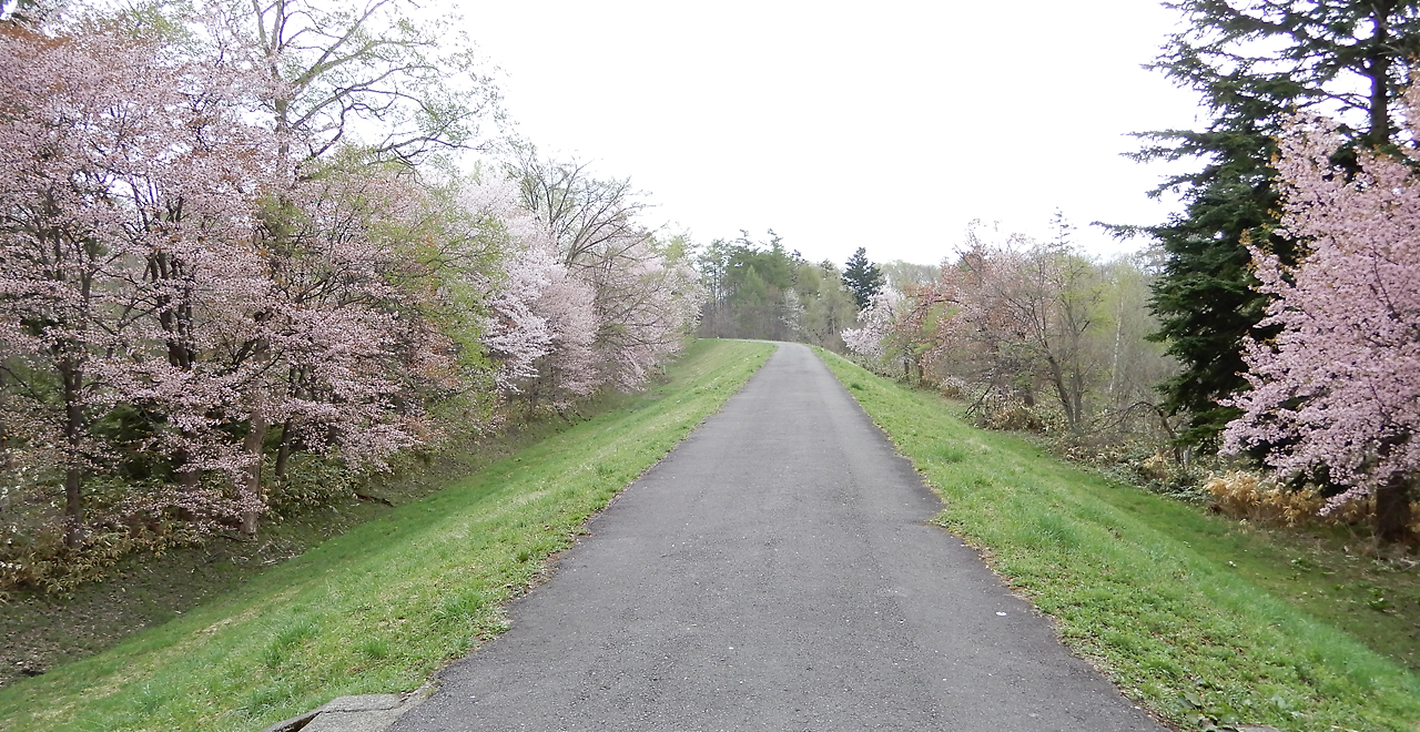 外国樹種見本林の桜並木