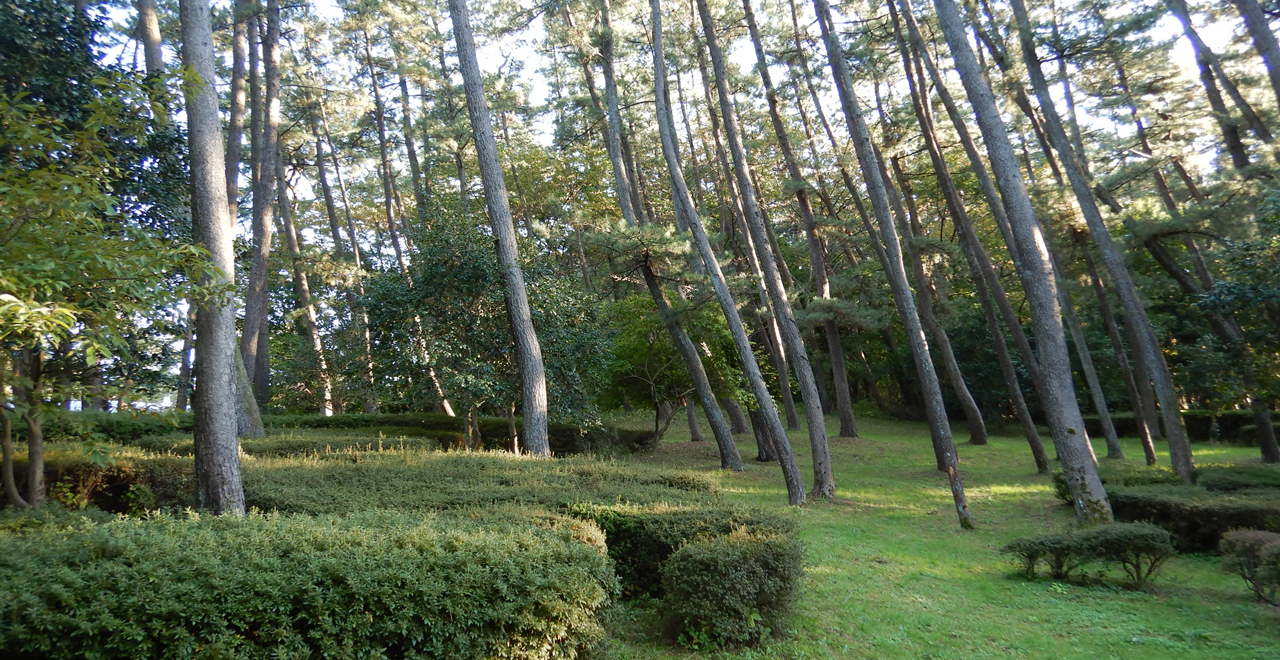 陽光降り注ぐ松林