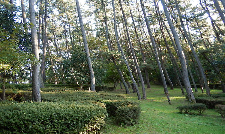 陽光降り注ぐ松林