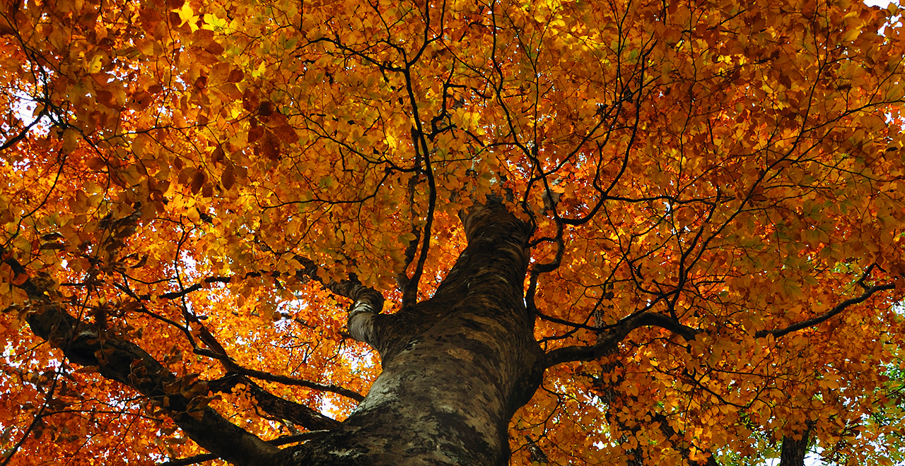 ブナの紅葉