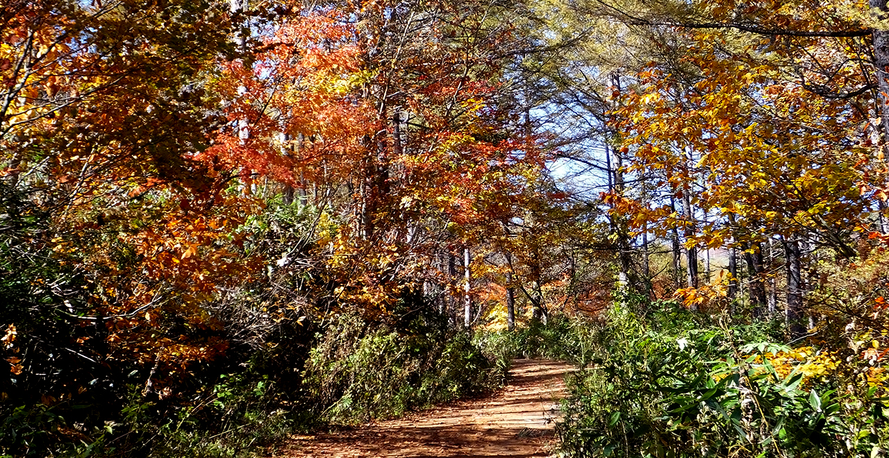 秋の登山道