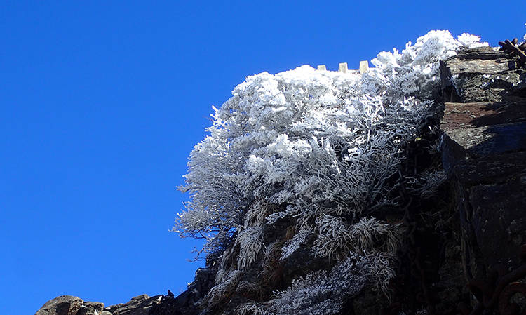 山頂付近の樹氷