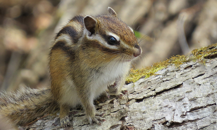 エゾシマリス