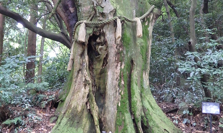 皿倉山の皇后杉