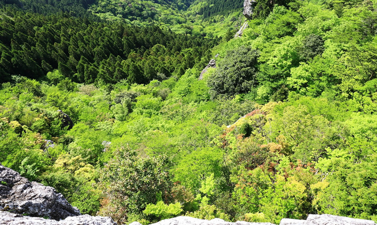 ヒノキ屏風岩から眼下に広がる新緑