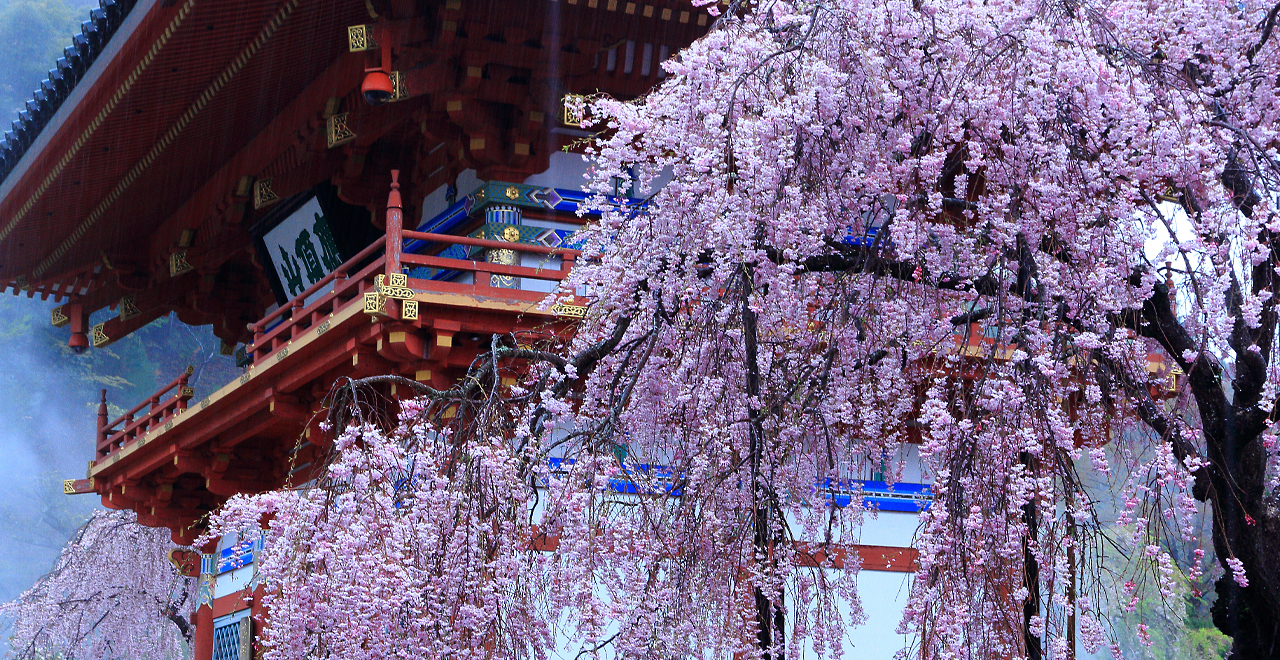 勝尾寺の桜