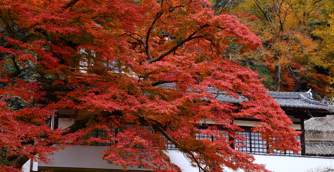 瀧安寺紅葉