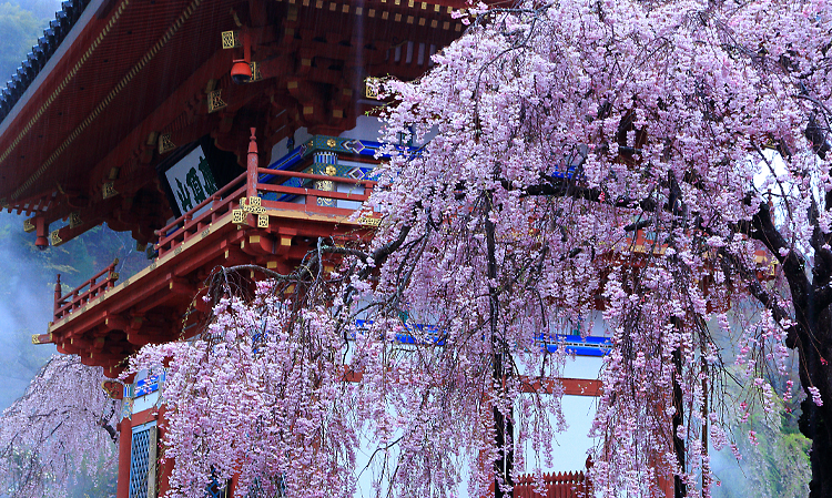 勝尾寺の桜