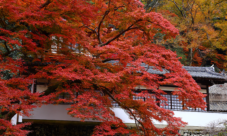 瀧安寺紅葉