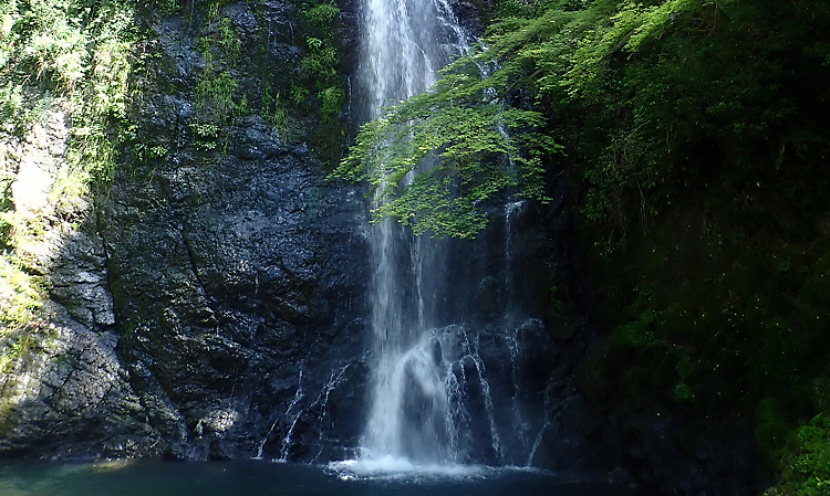 初夏の箕面滝