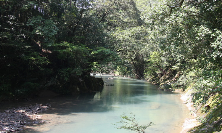 原生林を流れる加江田渓谷