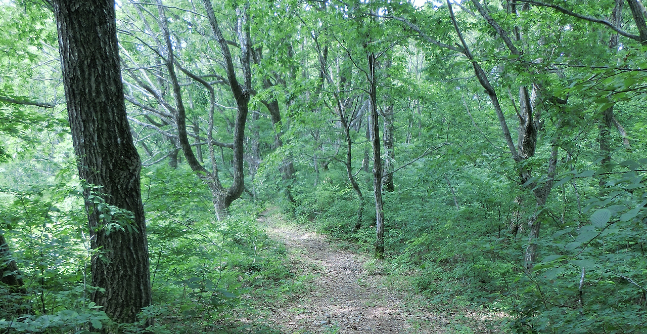 新緑に囲まれた散策路