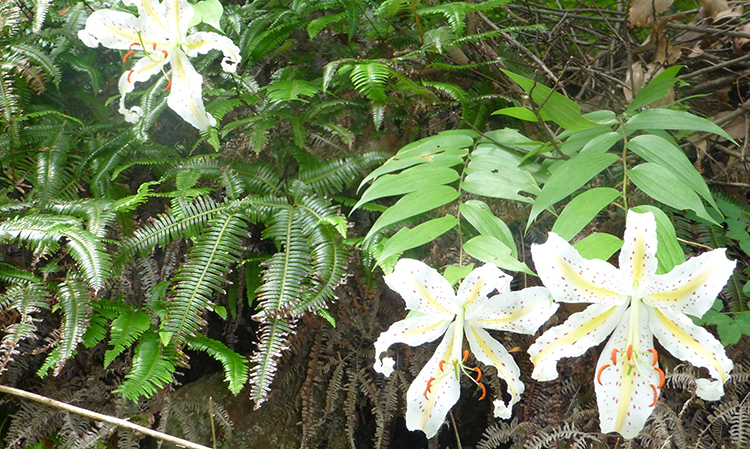 富幕山に咲くヤマユリ