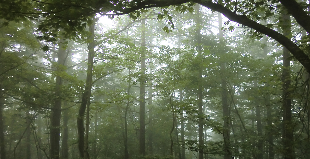 霧に包まれた森