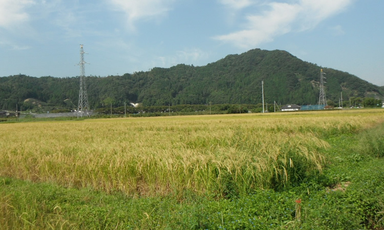 八頭町田園風景