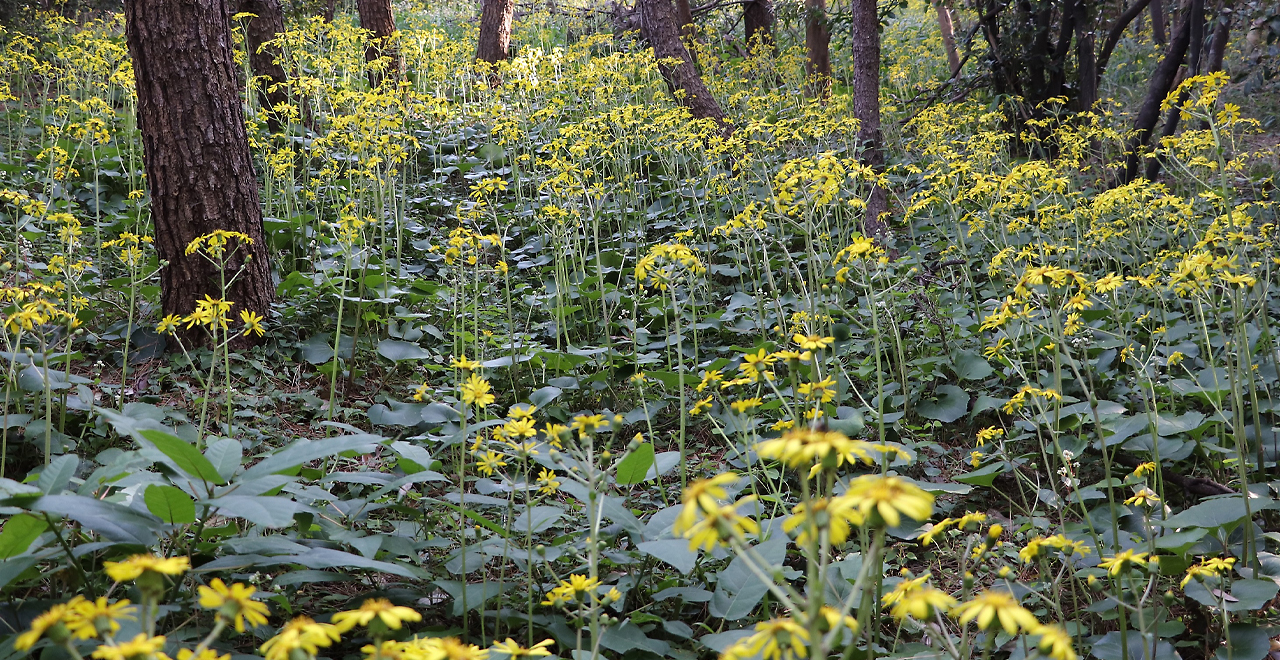 ツワブキの群落