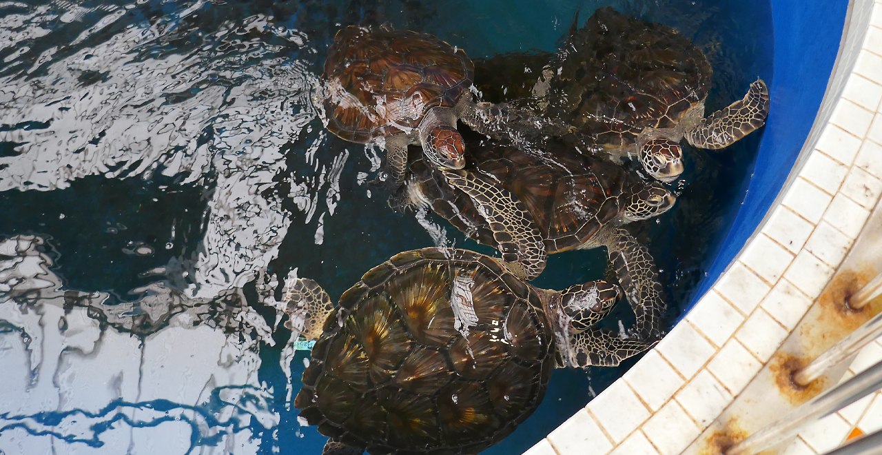 紀宝町ウミガメ公園