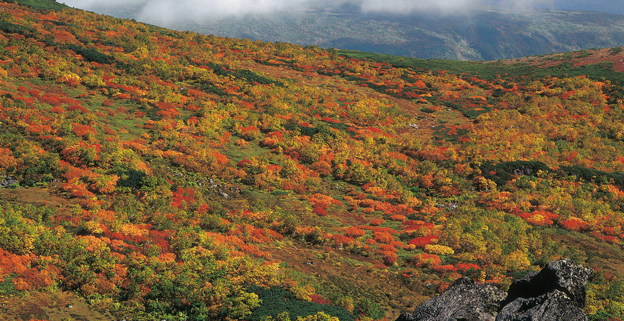 トムラウシ山腹の紅葉