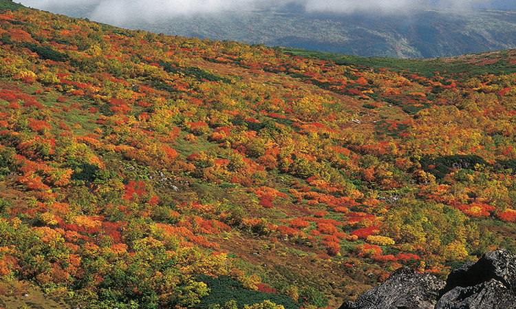 トムラウシ山腹の紅葉