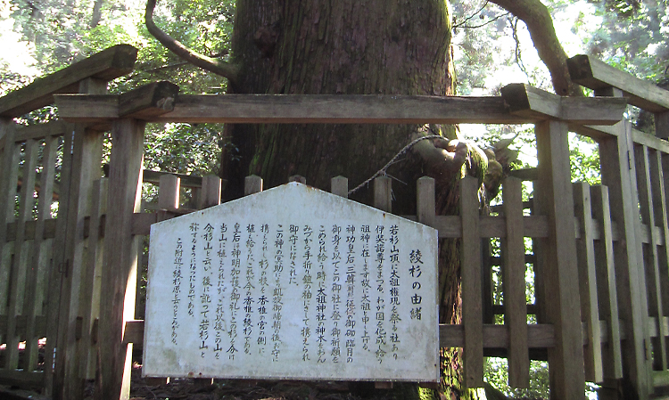 太祖神社の綾杉