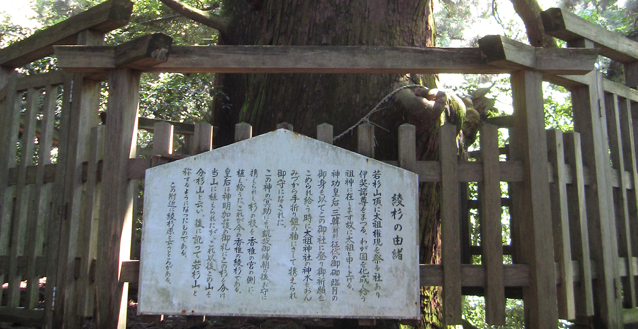 太祖神社の綾杉