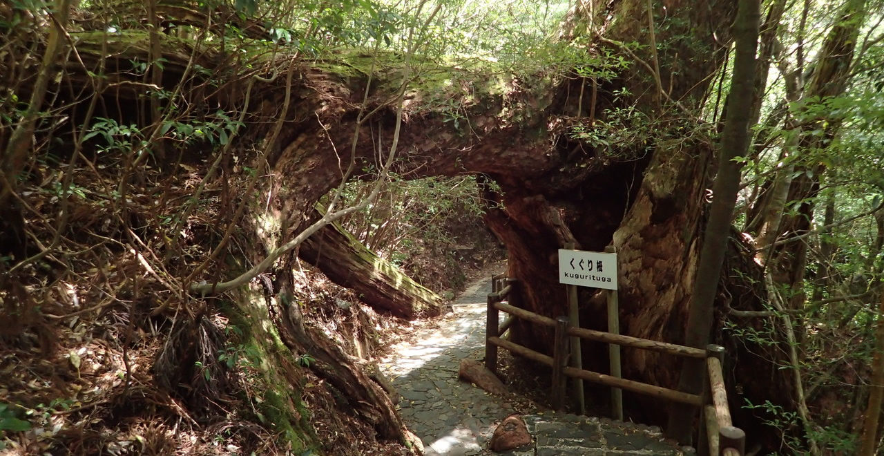 登山者を歓迎するくぐりツガ