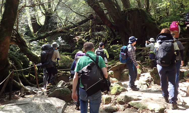 苔むす森を楽しむ登山者達