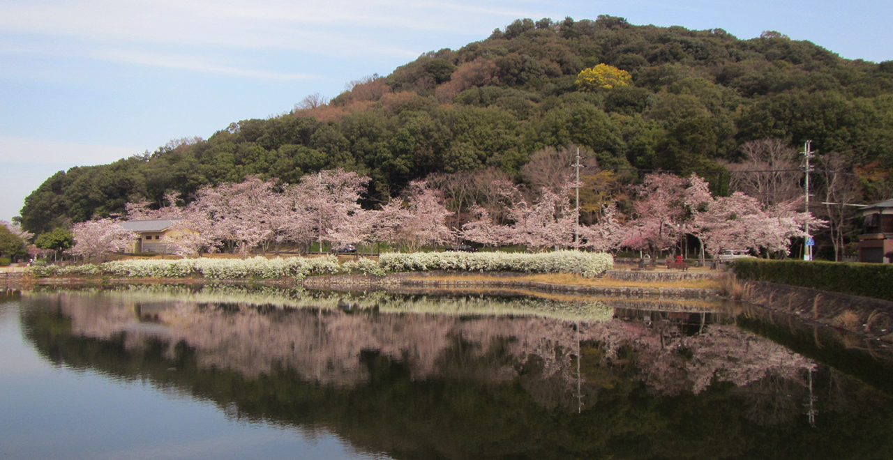 サクラと耳成山