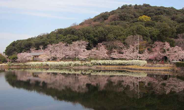 サクラと耳成山