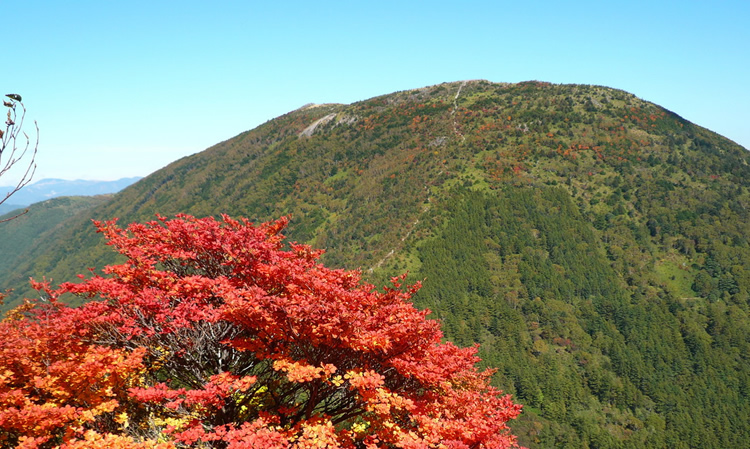 紅葉のレンゲツツジと湯の丸山