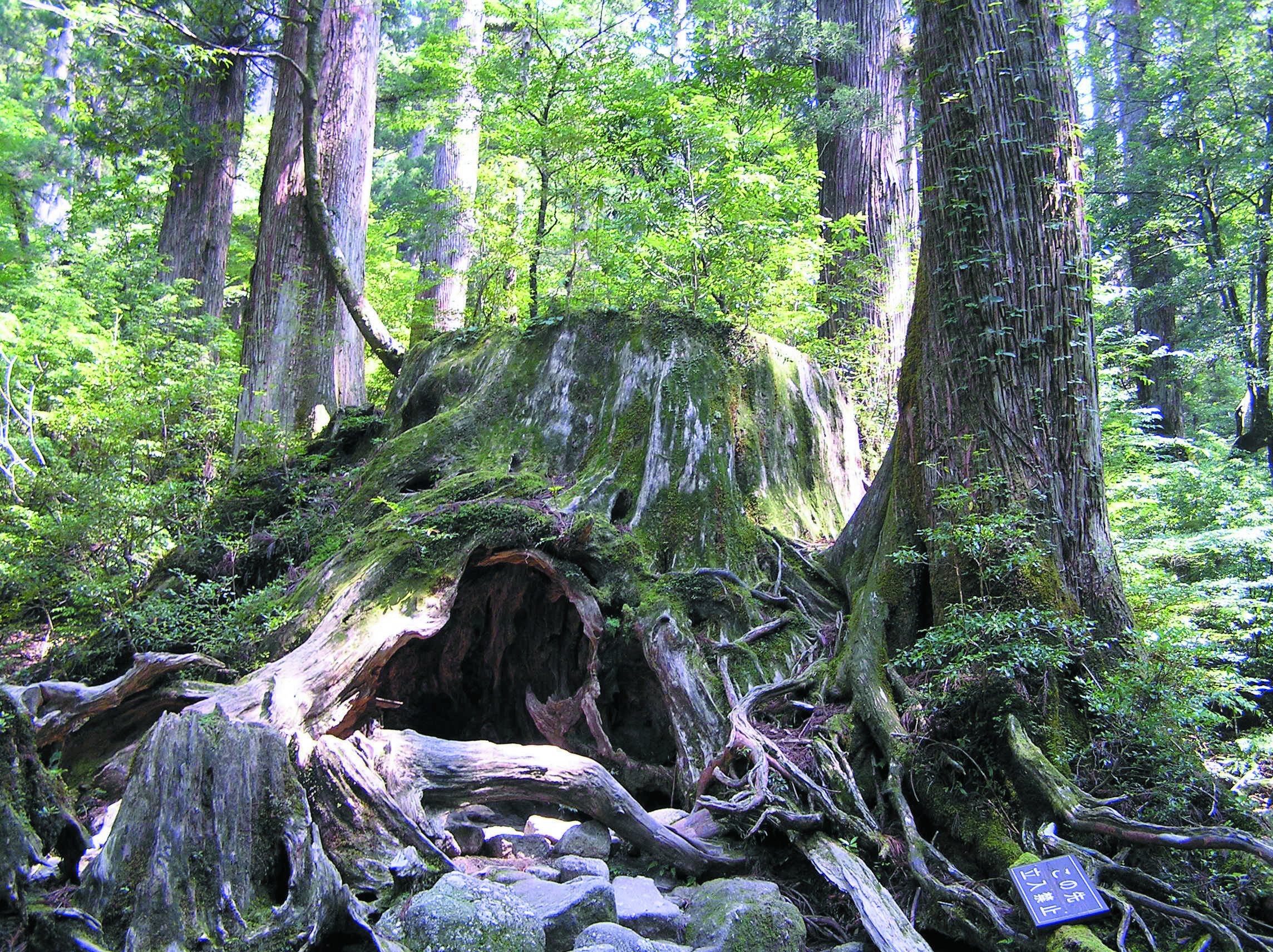 屋久島 ウィルソン株