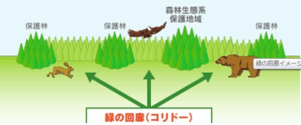 緑の回廊イメージ