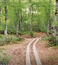 林内の歩道