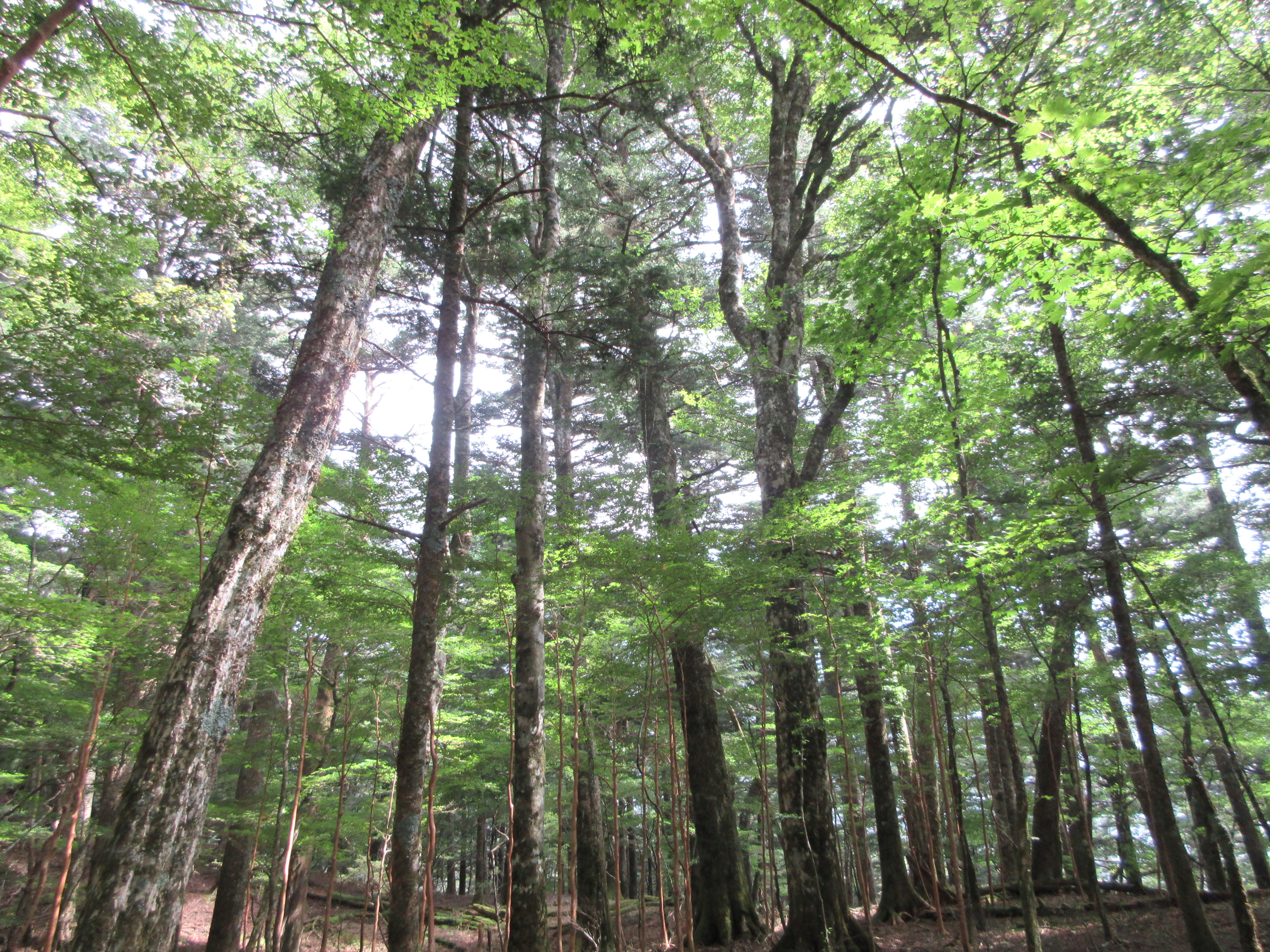 富士山塒塚ウラジロモミ希少個体群保護林