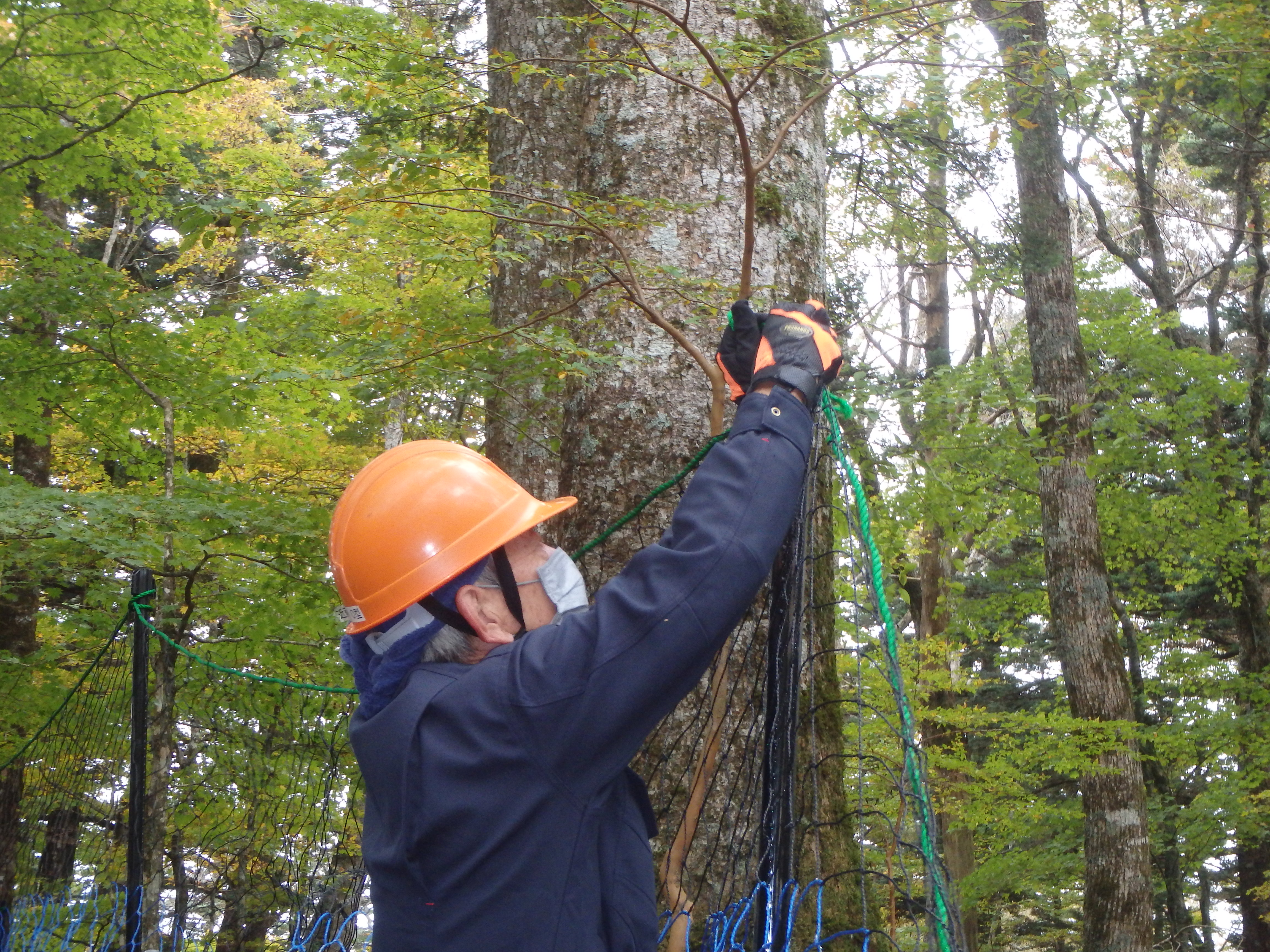 植生保護柵の設置の様子