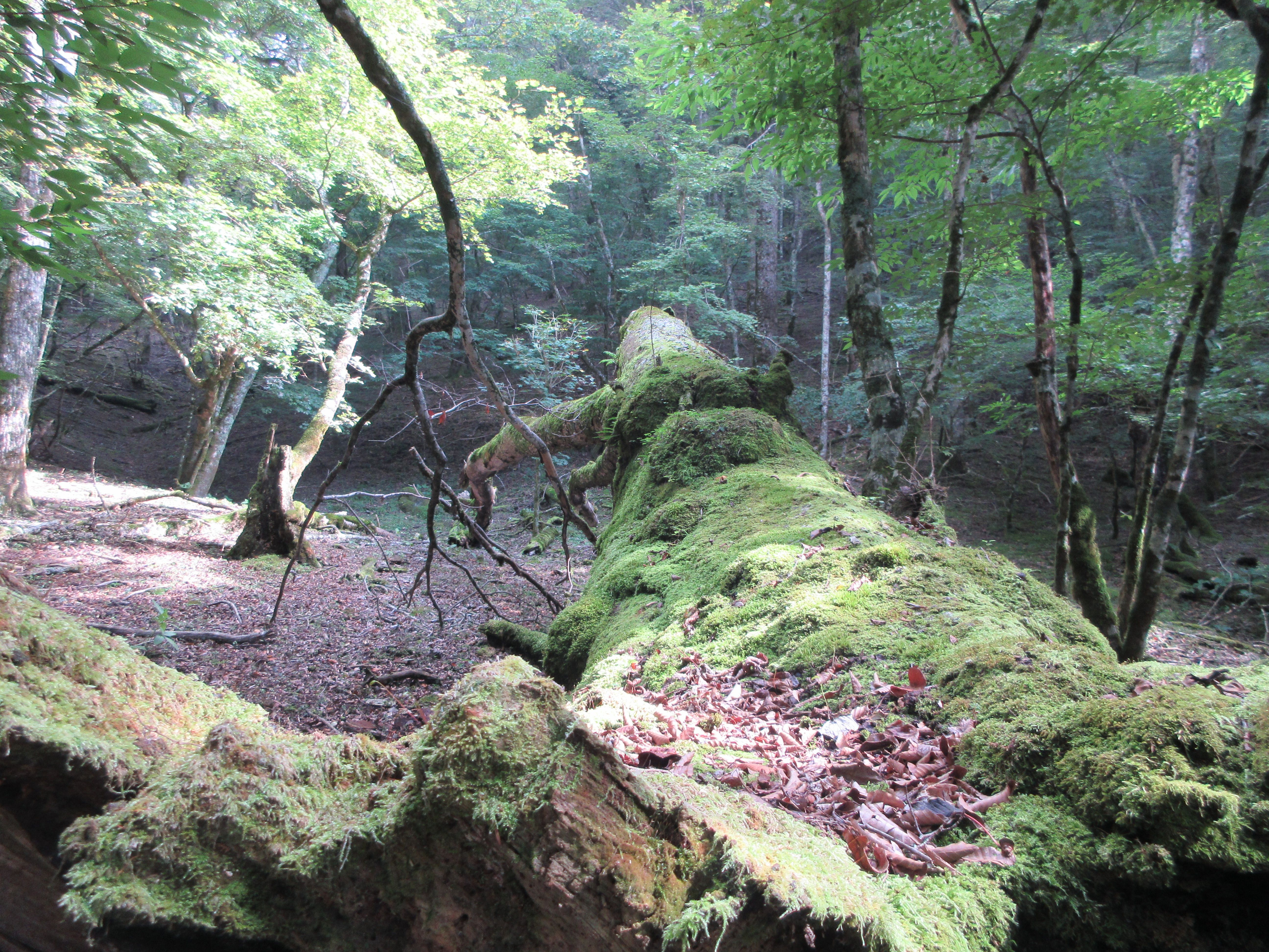 保護林内の風景