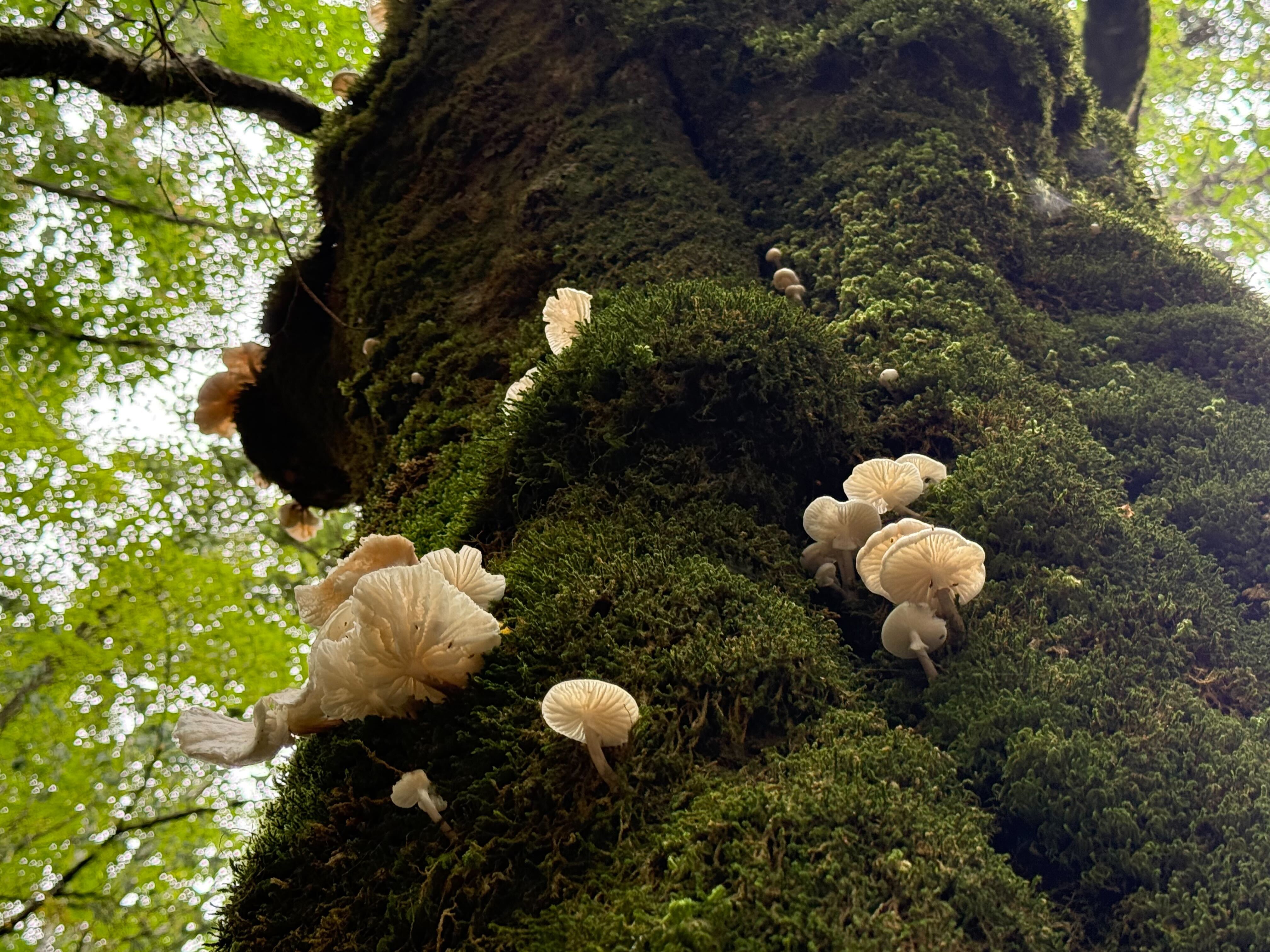 保護林内の風景