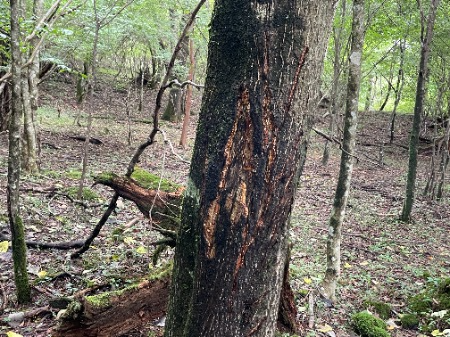 クマ剥ぎ被害木