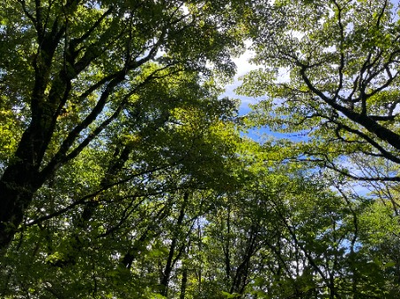 植樹した広葉樹に覆われた林内
