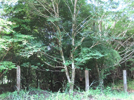 大きく成長したブナ