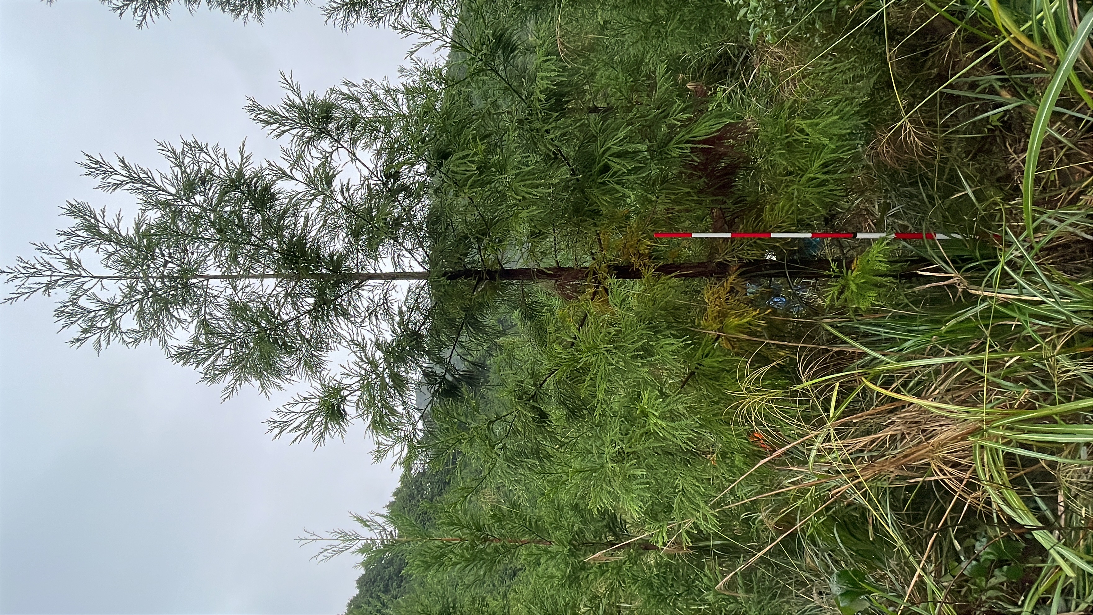 無花粉スギ「心晴れ不稔7号」