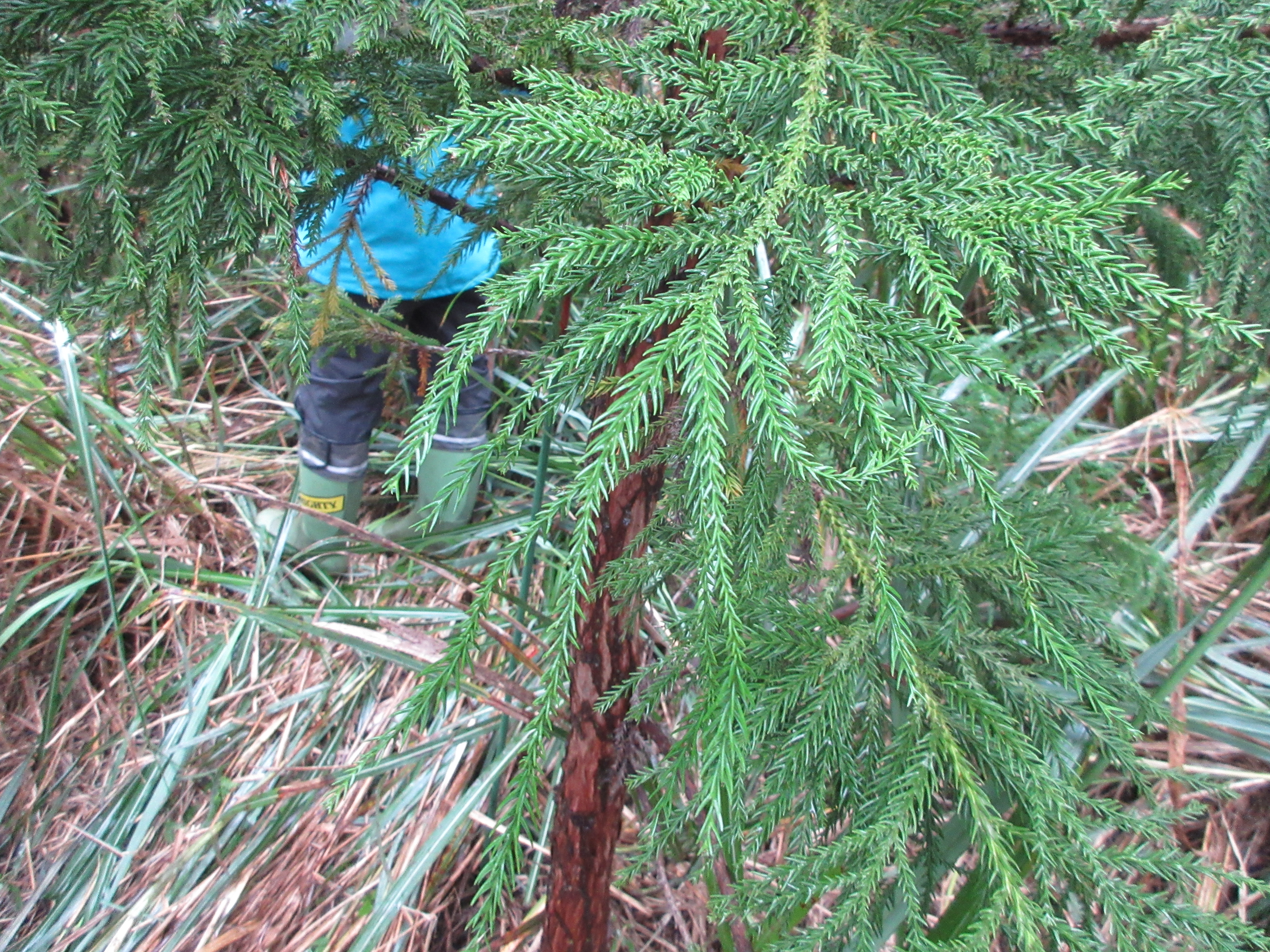 無花粉スギ「心晴れ不稔7号」の葉