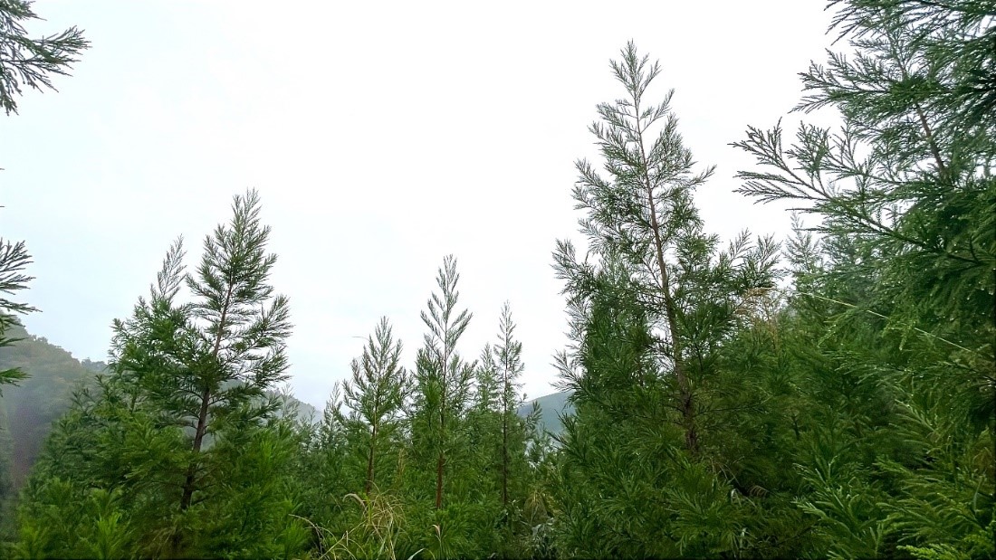 見上げるほどに成長した試験地の無花粉スギ