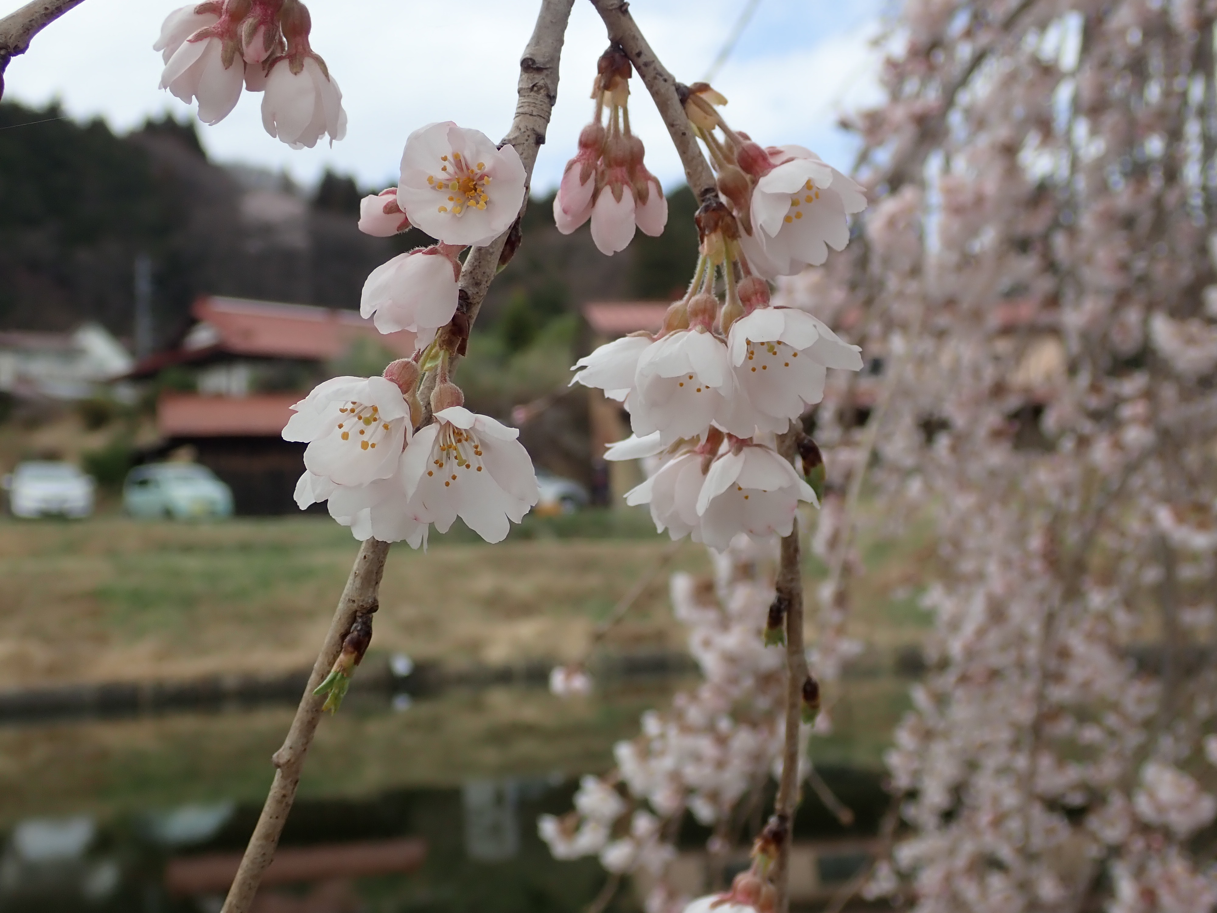 花園のしだれ桜(R5.3.28)