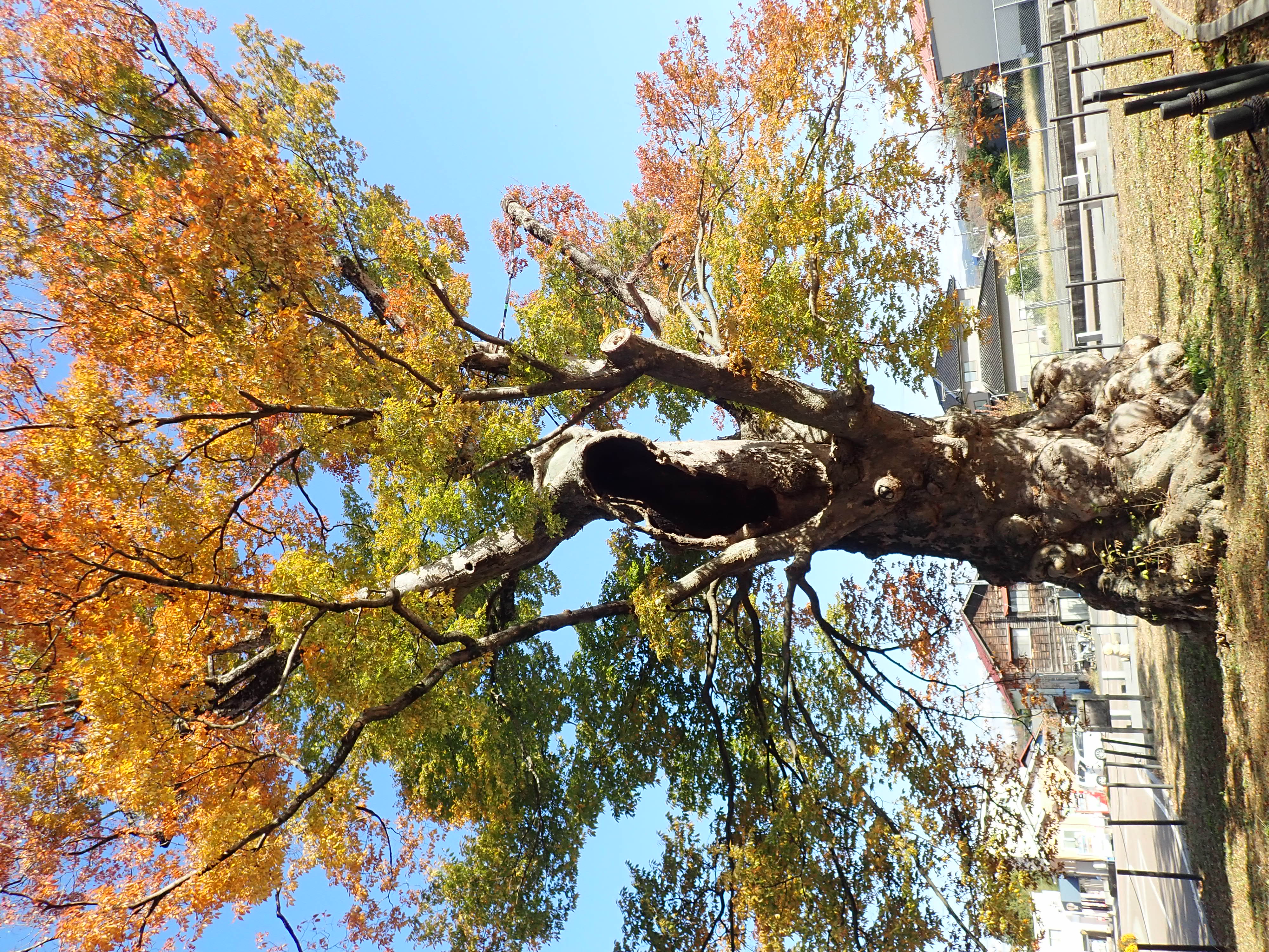 城跡の大ケヤキ