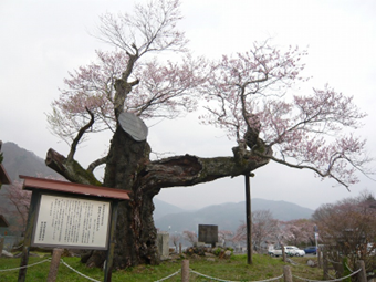 逆さ桜