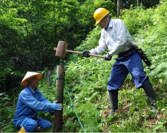 大杉を保全するためのロープ柵補修