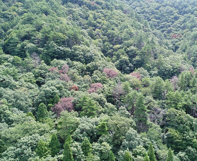 黒河山(ナラ枯れ）