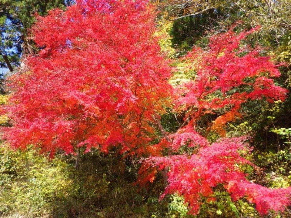 紅葉2
